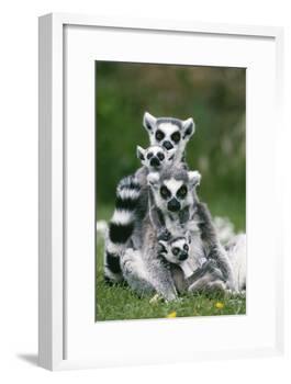Ring-Tailed Lemur with Young-null-Framed Photographic Print