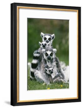 Ring-Tailed Lemur with Young-null-Framed Photographic Print
