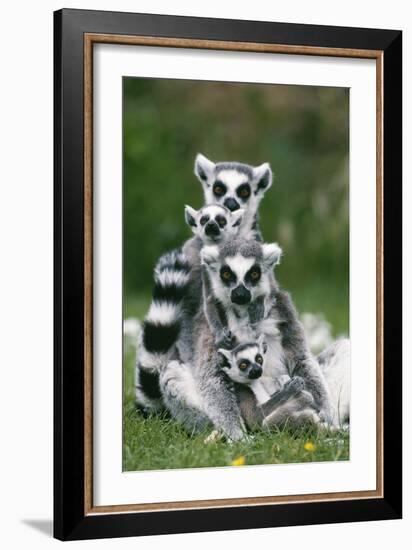 Ring-Tailed Lemur with Young-null-Framed Photographic Print