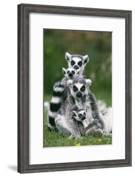 Ring-Tailed Lemur with Young-null-Framed Photographic Print