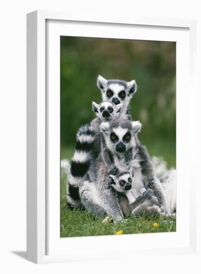 Ring-Tailed Lemur with Young-null-Framed Photographic Print