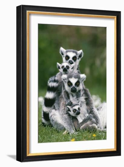 Ring-Tailed Lemur with Young-null-Framed Photographic Print