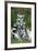 Ring-Tailed Lemur with Young-null-Framed Photographic Print