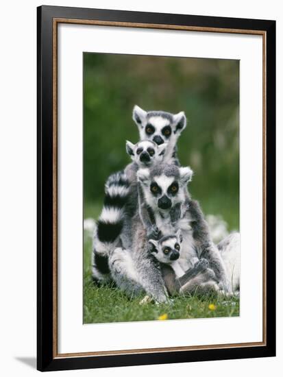 Ring-Tailed Lemur with Young-null-Framed Photographic Print