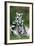 Ring-Tailed Lemur with Young-null-Framed Photographic Print