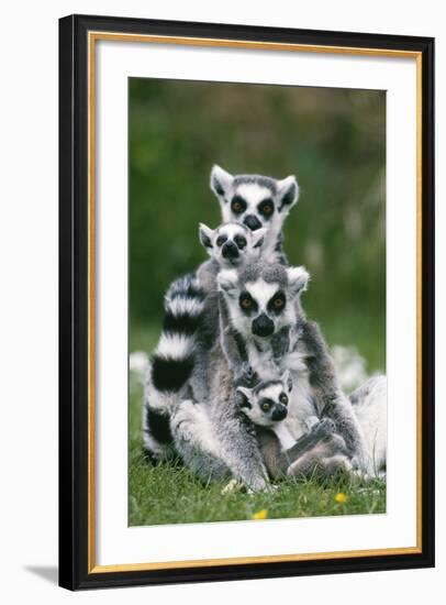 Ring-Tailed Lemur with Young-null-Framed Photographic Print