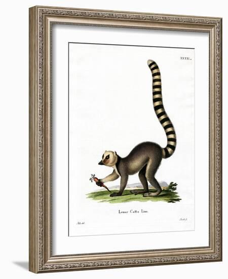 Ring-Tailed Lemur-null-Framed Giclee Print