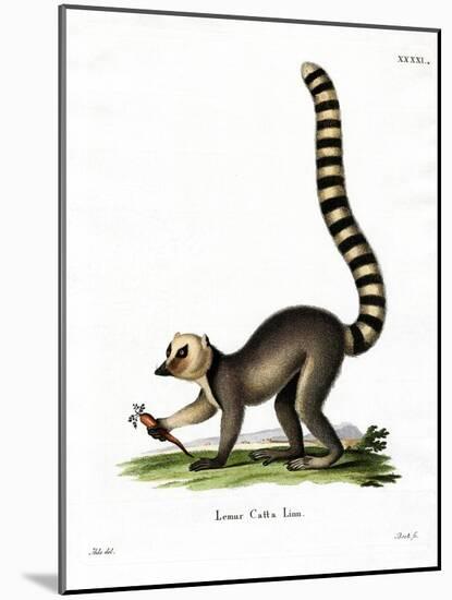 Ring-Tailed Lemur-null-Mounted Giclee Print