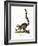 Ring-Tailed Lemur-null-Framed Giclee Print