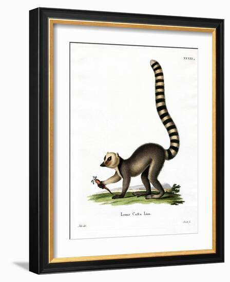 Ring-Tailed Lemur-null-Framed Giclee Print