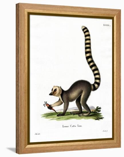Ring-Tailed Lemur-null-Framed Premier Image Canvas