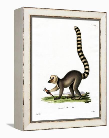 Ring-Tailed Lemur-null-Framed Premier Image Canvas