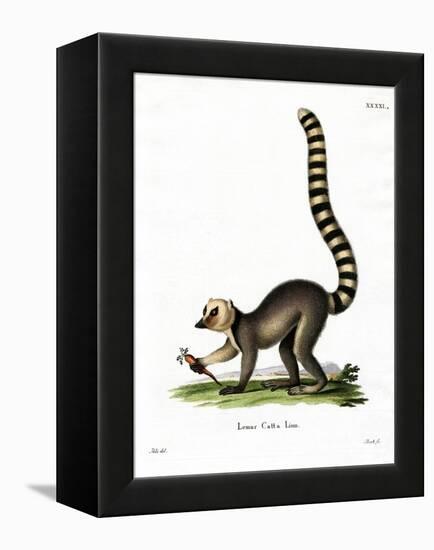 Ring-Tailed Lemur-null-Framed Premier Image Canvas