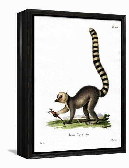 Ring-Tailed Lemur-null-Framed Premier Image Canvas
