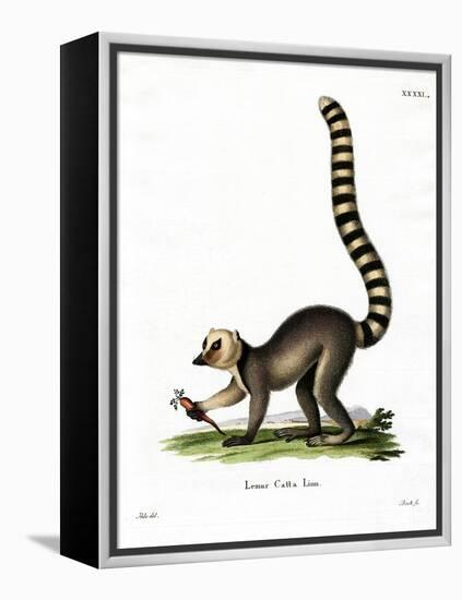 Ring-Tailed Lemur-null-Framed Premier Image Canvas