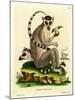 Ring-Tailed Lemur-null-Mounted Giclee Print