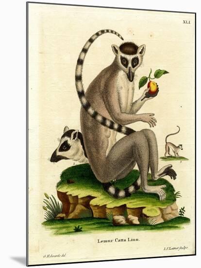 Ring-Tailed Lemur-null-Mounted Giclee Print