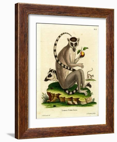 Ring-Tailed Lemur-null-Framed Giclee Print