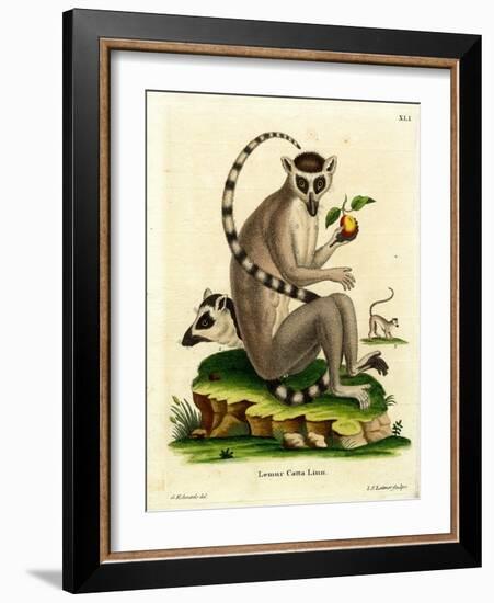 Ring-Tailed Lemur-null-Framed Giclee Print