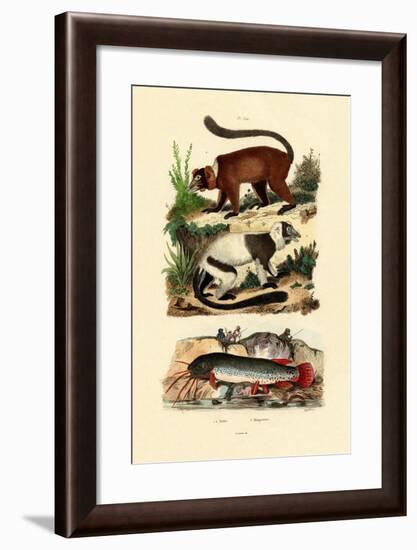 Ring-Tailed Lemurs, 1833-39-null-Framed Giclee Print