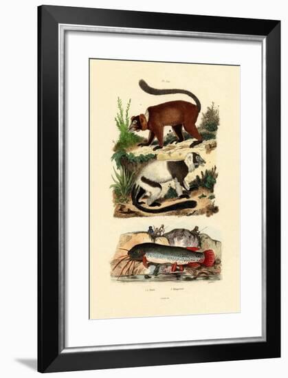 Ring-Tailed Lemurs, 1833-39-null-Framed Giclee Print