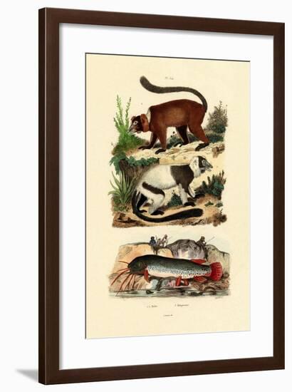 Ring-Tailed Lemurs, 1833-39-null-Framed Giclee Print