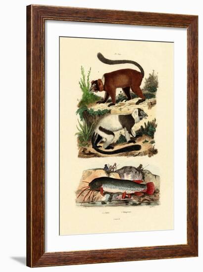 Ring-Tailed Lemurs, 1833-39-null-Framed Giclee Print