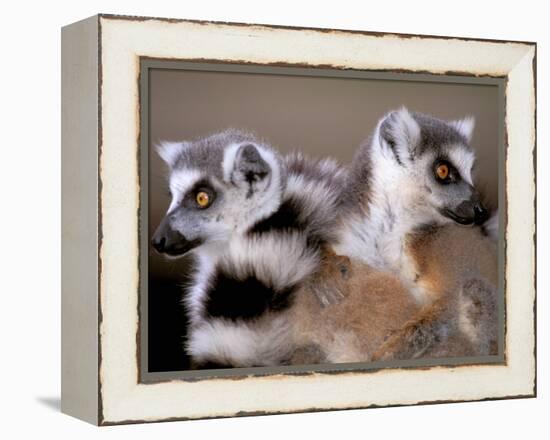 Ring-tailed Lemurs, Berenty Private Reserve, Madagascar-Pete Oxford-Framed Premier Image Canvas