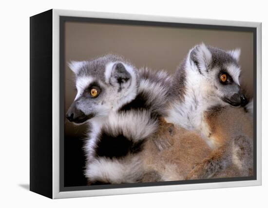 Ring-tailed Lemurs, Berenty Private Reserve, Madagascar-Pete Oxford-Framed Premier Image Canvas