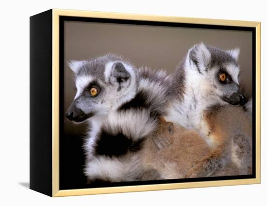 Ring-tailed Lemurs, Berenty Private Reserve, Madagascar-Pete Oxford-Framed Premier Image Canvas