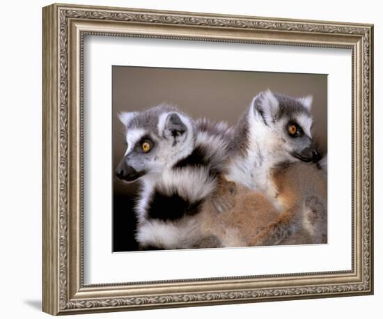 Ring-tailed Lemurs, Berenty Private Reserve, Madagascar-Pete Oxford-Framed Photographic Print