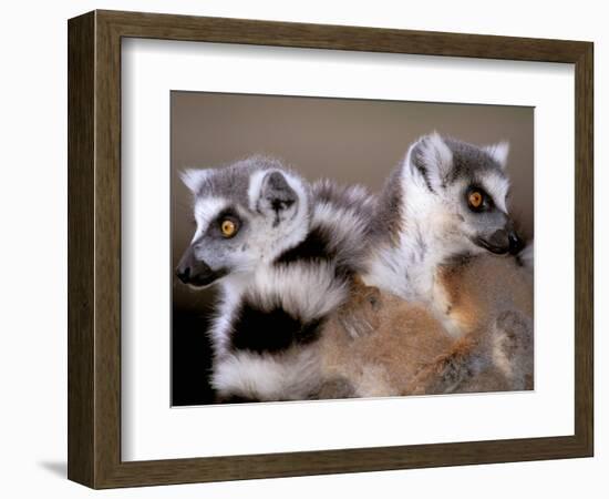 Ring-tailed Lemurs, Berenty Private Reserve, Madagascar-Pete Oxford-Framed Photographic Print