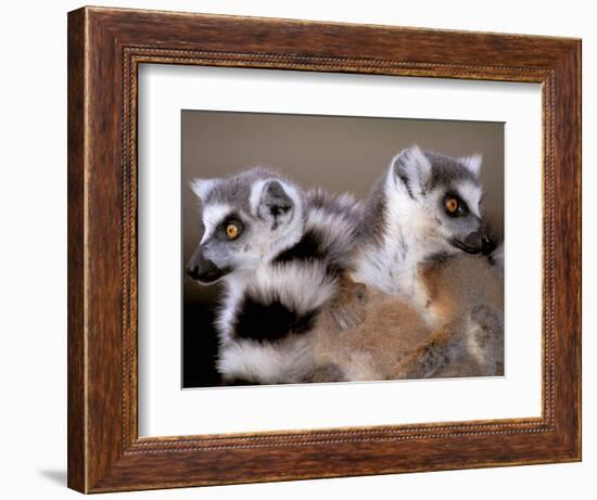 Ring-tailed Lemurs, Berenty Private Reserve, Madagascar-Pete Oxford-Framed Photographic Print