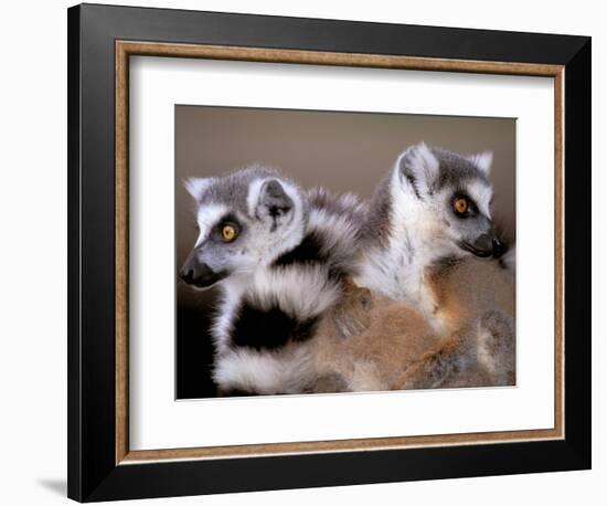 Ring-tailed Lemurs, Berenty Private Reserve, Madagascar-Pete Oxford-Framed Photographic Print