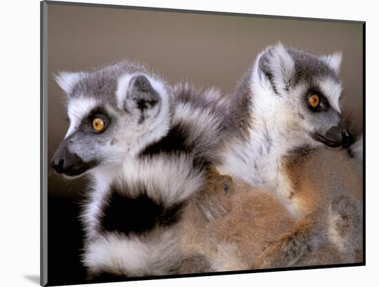 Ring-tailed Lemurs, Berenty Private Reserve, Madagascar-Pete Oxford-Mounted Photographic Print