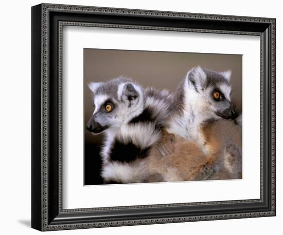 Ring-tailed Lemurs, Berenty Private Reserve, Madagascar-Pete Oxford-Framed Photographic Print