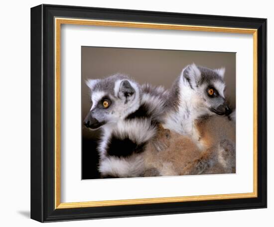 Ring-tailed Lemurs, Berenty Private Reserve, Madagascar-Pete Oxford-Framed Photographic Print