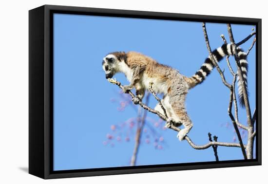 Ring tailed lemurs (Lemur catta), Anja Reserve, Ambalavao, central area, Madagascar, Africa-Christian Kober-Framed Premier Image Canvas