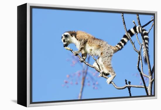 Ring tailed lemurs (Lemur catta), Anja Reserve, Ambalavao, central area, Madagascar, Africa-Christian Kober-Framed Premier Image Canvas