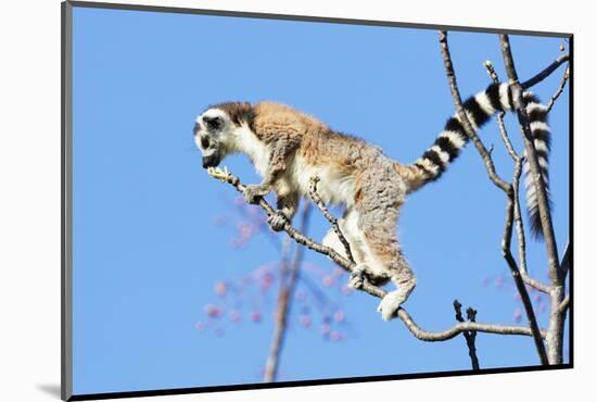 Ring tailed lemurs (Lemur catta), Anja Reserve, Ambalavao, central area, Madagascar, Africa-Christian Kober-Mounted Photographic Print