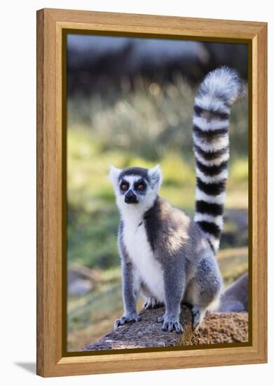 Ring tailed lemurs (Lemur catta), Anja Reserve, Ambalavao, central area, Madagascar, Africa-Christian Kober-Framed Premier Image Canvas