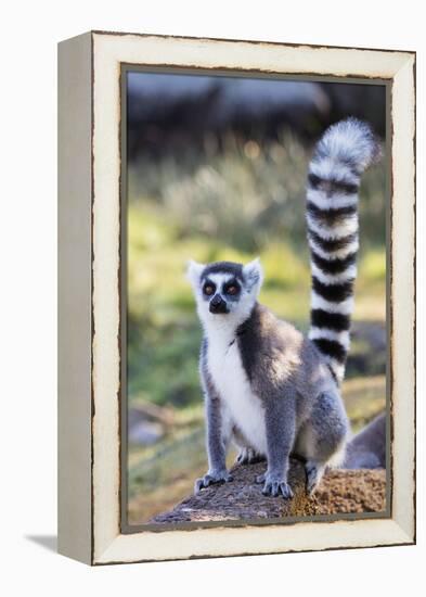 Ring tailed lemurs (Lemur catta), Anja Reserve, Ambalavao, central area, Madagascar, Africa-Christian Kober-Framed Premier Image Canvas