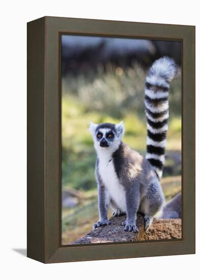 Ring tailed lemurs (Lemur catta), Anja Reserve, Ambalavao, central area, Madagascar, Africa-Christian Kober-Framed Premier Image Canvas