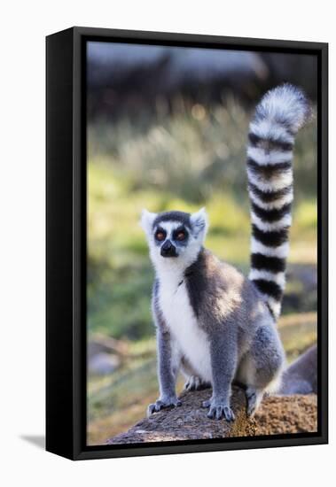 Ring tailed lemurs (Lemur catta), Anja Reserve, Ambalavao, central area, Madagascar, Africa-Christian Kober-Framed Premier Image Canvas