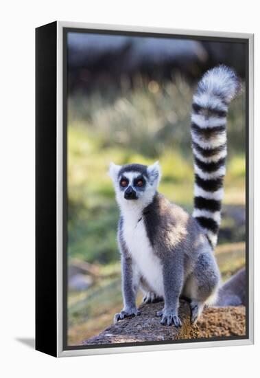 Ring tailed lemurs (Lemur catta), Anja Reserve, Ambalavao, central area, Madagascar, Africa-Christian Kober-Framed Premier Image Canvas