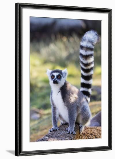 Ring tailed lemurs (Lemur catta), Anja Reserve, Ambalavao, central area, Madagascar, Africa-Christian Kober-Framed Photographic Print