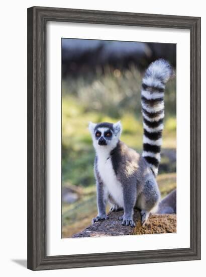 Ring tailed lemurs (Lemur catta), Anja Reserve, Ambalavao, central area, Madagascar, Africa-Christian Kober-Framed Photographic Print