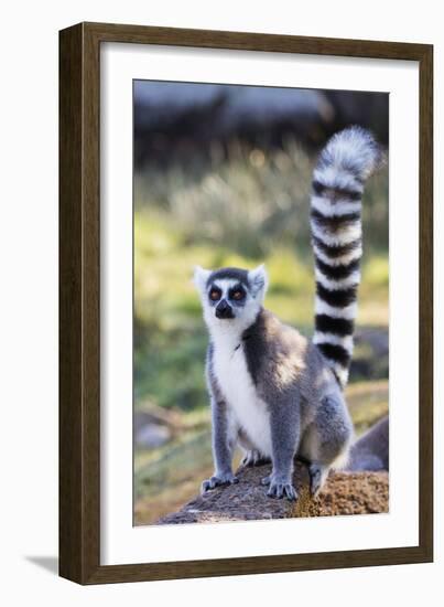 Ring tailed lemurs (Lemur catta), Anja Reserve, Ambalavao, central area, Madagascar, Africa-Christian Kober-Framed Photographic Print