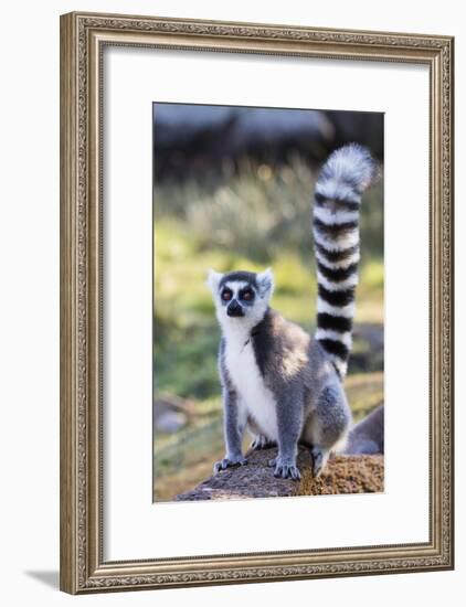 Ring tailed lemurs (Lemur catta), Anja Reserve, Ambalavao, central area, Madagascar, Africa-Christian Kober-Framed Photographic Print