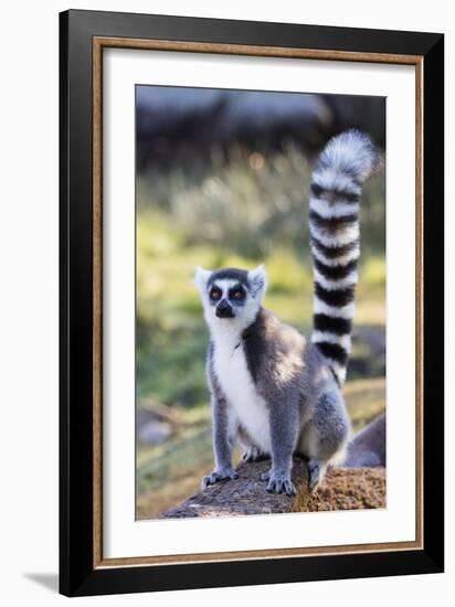 Ring tailed lemurs (Lemur catta), Anja Reserve, Ambalavao, central area, Madagascar, Africa-Christian Kober-Framed Photographic Print